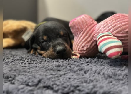 Dobermann Welpen  1  schwarzer Rüde und 1 schwarze Hündin verfügbar