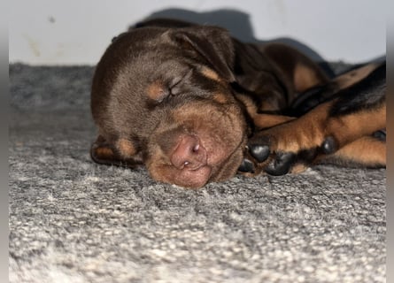 Brauner Dobermann Rüde aus international erfolgreicher FCI-Zucht – Nero di Angelo