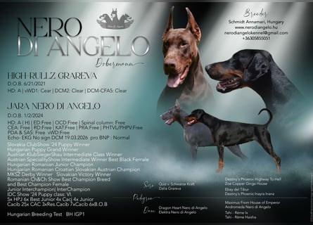 Brauner Dobermann Rüde aus international erfolgreicher FCI-Zucht – Nero di Angelo