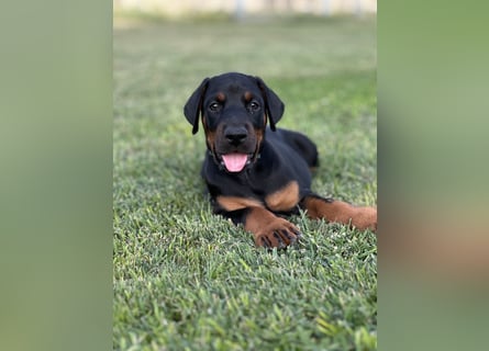 Brauner Dobermann Rüde aus international erfolgreicher FCI-Zucht – Nero di Angelo