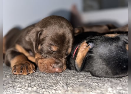 Brauner Dobermann Rüde aus international erfolgreicher FCI-Zucht – Nero di Angelo