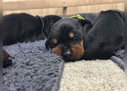 Dobermann Welpen  1  schwarzer Rüde und 1 schwarze Hündin verfügbar