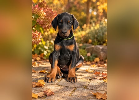 Dobermann Welpen  1  schwarzer Rüde und 1 schwarze Hündin verfügbar