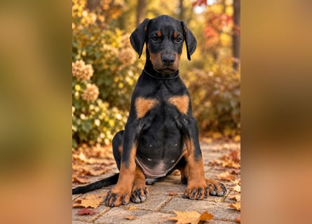 Dobermann Welpen  1  schwarzer Rüde und 1 schwarze Hündin verfügbar