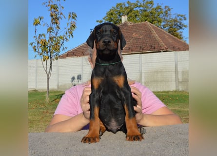 Dobermann Welpen  1  schwarzer Rüde und 1 schwarze Hündin verfügbar