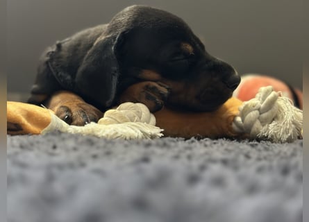 Dobermann Welpen  1  schwarzer Rüde und 1 schwarze Hündin verfügbar