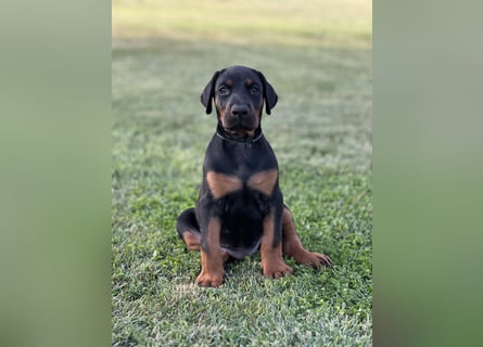 Brauner Dobermann Rüde aus international erfolgreicher FCI-Zucht – Nero di Angelo