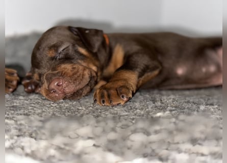 Brauner Dobermann Rüde aus international erfolgreicher FCI-Zucht – Nero di Angelo
