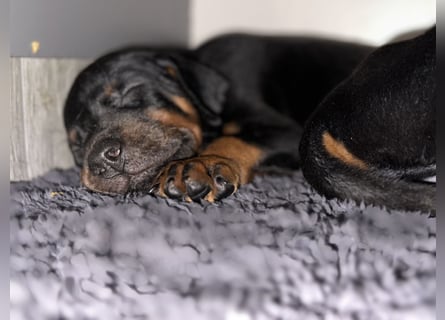 Dobermann Welpen  1  schwarzer Rüde und 1 schwarze Hündin verfügbar