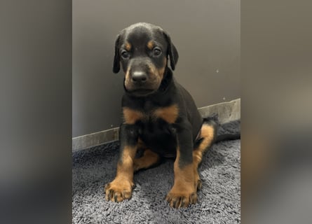 Dobermann Welpen  1  schwarzer Rüde und 1 schwarze Hündin verfügbar
