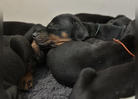 Dobermann Welpen  1  schwarzer Rüde und 1 schwarze Hündin verfügbar