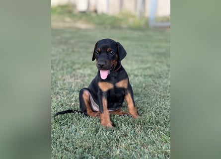Brauner Dobermann Rüde aus international erfolgreicher FCI-Zucht – Nero di Angelo