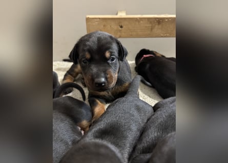 Dobermann Welpen  1  schwarzer Rüde und 1 schwarze Hündin verfügbar
