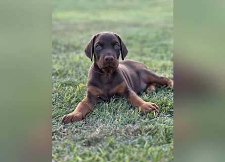 Brauner Dobermann Rüde aus international erfolgreicher FCI-Zucht – Nero di Angelo