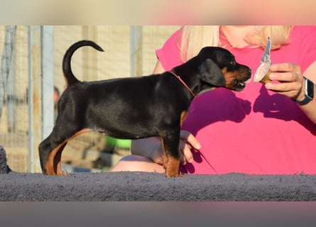 Brauner Dobermann Rüde aus international erfolgreicher FCI-Zucht – Nero di Angelo