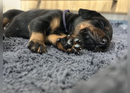 Dobermann Welpen  1  schwarzer Rüde und 1 schwarze Hündin verfügbar