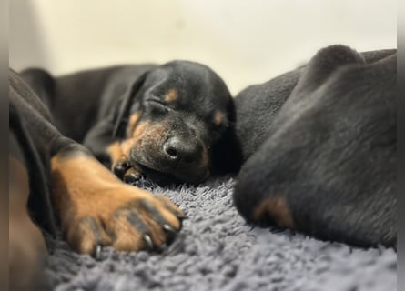 Dobermann Welpen  1  schwarzer Rüde und 1 schwarze Hündin verfügbar