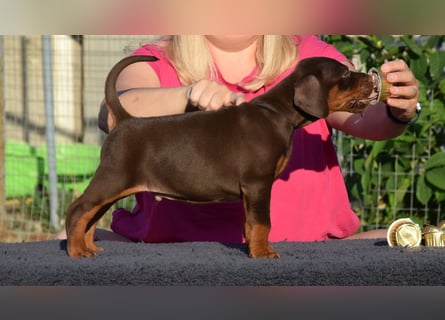 Brauner Dobermann Rüde aus international erfolgreicher FCI-Zucht – Nero di Angelo
