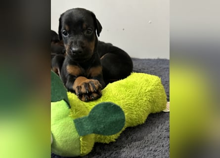 Dobermann Welpen  1  schwarzer Rüde und 1 schwarze Hündin verfügbar