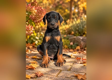 Dobermann Welpen  1  schwarzer Rüde und 1 schwarze Hündin verfügbar