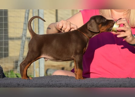 Brauner Dobermann Rüde aus international erfolgreicher FCI-Zucht – Nero di Angelo