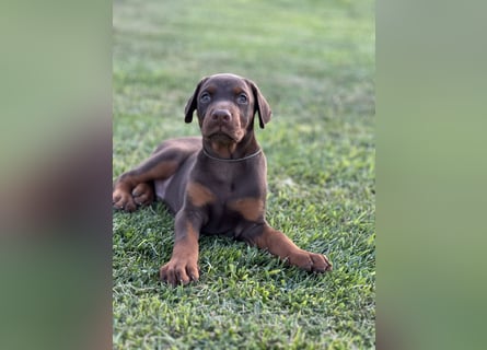 Brauner Dobermann Rüde aus international erfolgreicher FCI-Zucht – Nero di Angelo
