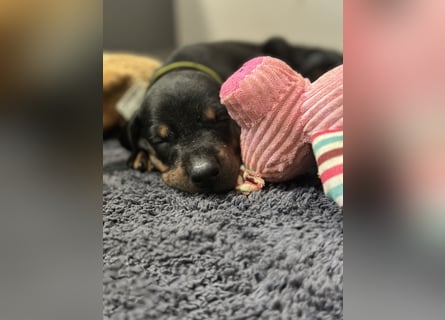 Dobermann Welpen  1  schwarzer Rüde und 1 schwarze Hündin verfügbar