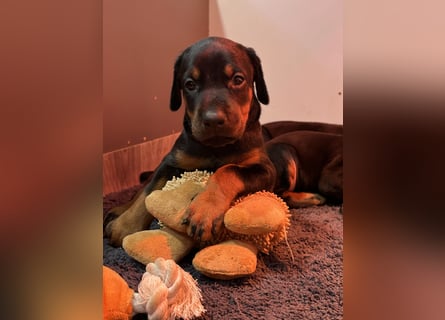Dobermann Welpen  1  schwarzer Rüde und 1 schwarze Hündin verfügbar