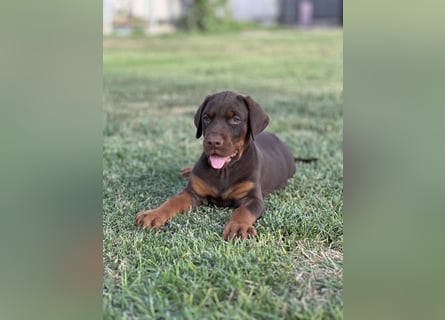 Brauner Dobermann Rüde aus international erfolgreicher FCI-Zucht – Nero di Angelo
