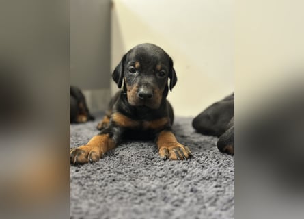 Dobermann Welpen  1  schwarzer Rüde und 1 schwarze Hündin verfügbar