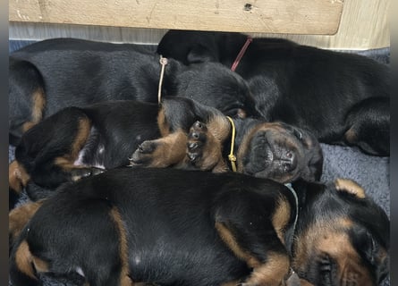 Dobermann Welpen  1  schwarzer Rüde und 1 schwarze Hündin verfügbar