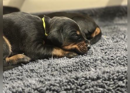 Dobermann Welpen  1  schwarzer Rüde und 1 schwarze Hündin verfügbar
