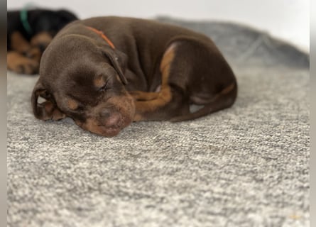 Brauner Dobermann Rüde aus international erfolgreicher FCI-Zucht – Nero di Angelo