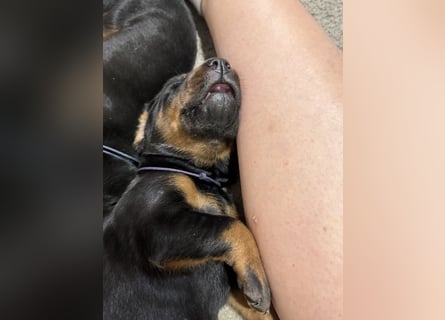 Dobermann Welpen  1  schwarzer Rüde und 1 schwarze Hündin verfügbar