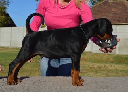 Dobermann Welpen  1  schwarzer Rüde und 1 schwarze Hündin verfügbar