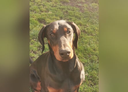 Dobermannhündin 9 Monate alt