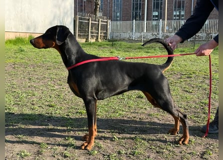 Dobermannhündin 9 Monate alt