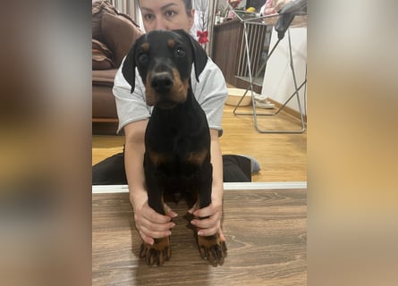 Dobermann welpe schwarze Rüde