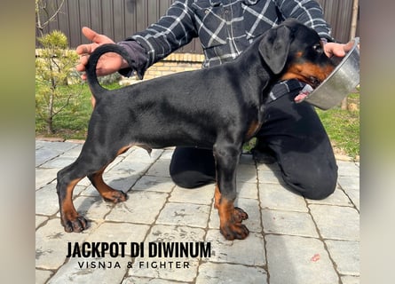 Dobermann welpe schwarze Rüde