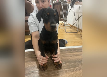 Dobermann welpe schwarze Rüde