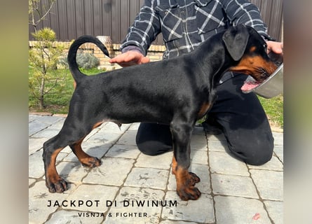 Dobermann welpe schwarze Rüde