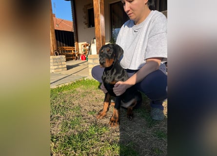 Dobermann welpe schwarze Rüde