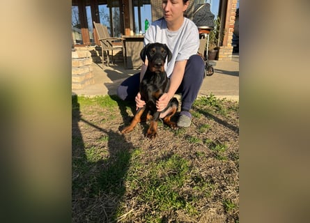 Dobermann welpe schwarze Rüde