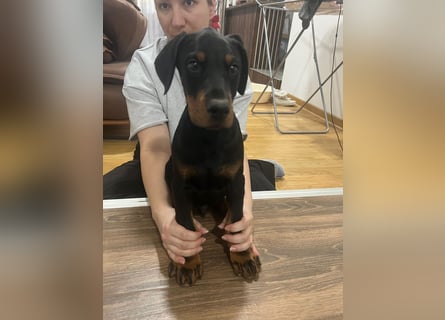 Dobermann welpe schwarze Rüde
