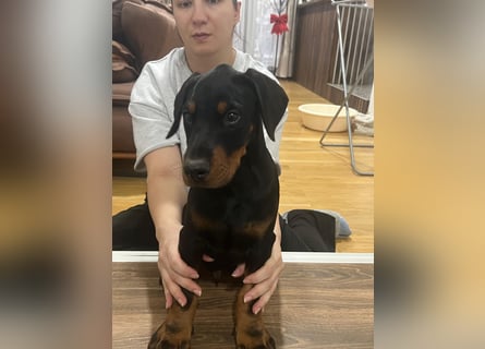 Dobermann welpe schwarze Rüde