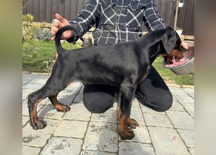 Dobermann welpe schwarze Rüde