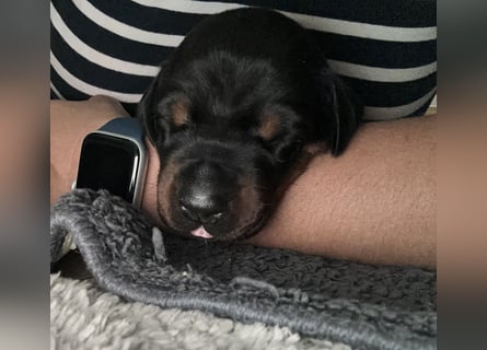 FCI Dobermann Welpe aus Championlinie – Nebula Nero di Angelo