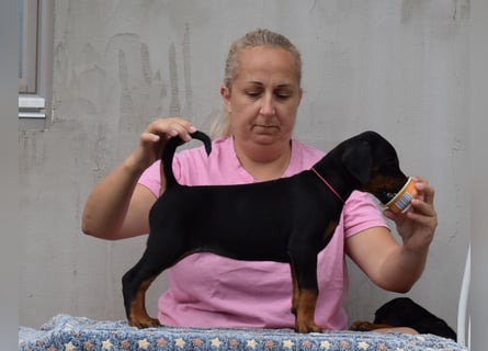 FCI Dobermann Welpe aus Championlinie – Nebula Nero di Angelo