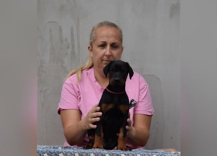 FCI Dobermann Welpe aus Championlinie – Nebula Nero di Angelo