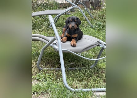 FCI Dobermann Welpe aus Championlinie – Nebula Nero di Angelo